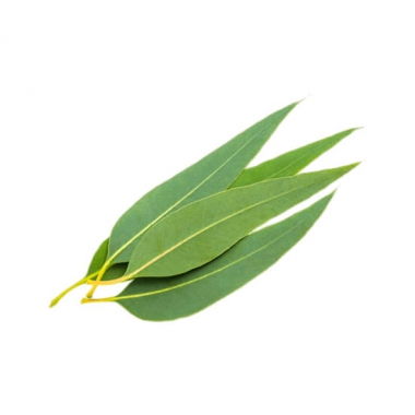 eucalyptus-e-liquid