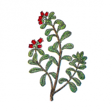 cannabis-flavour-concentrates